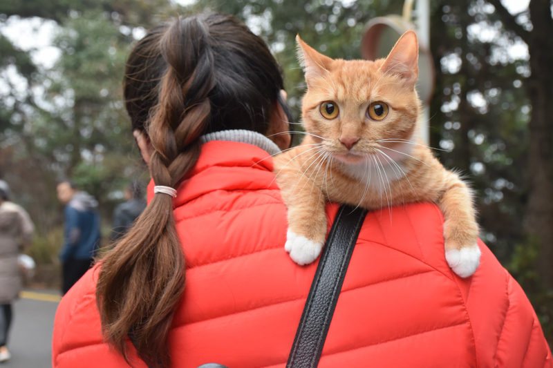 1577698508298028853.jpg 猫猫.jpg